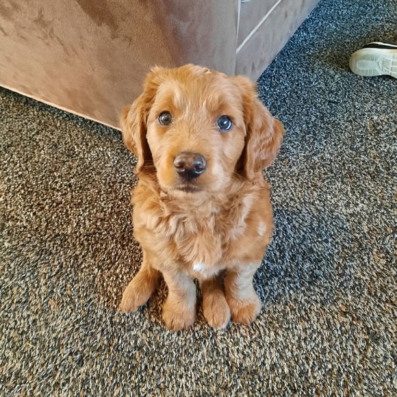 Meet your Posher, Jenelle - Picture 1 of 1